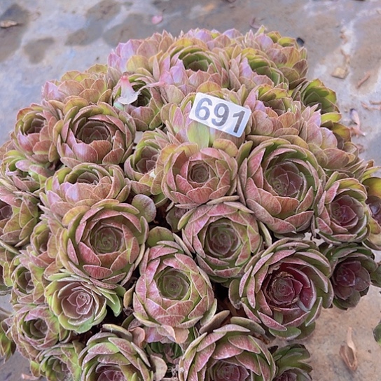 意***意多肉植物一个沙拉碗