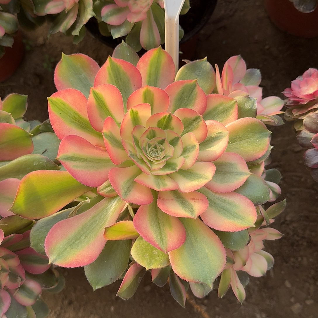 4-102香妃多肉法师多肉