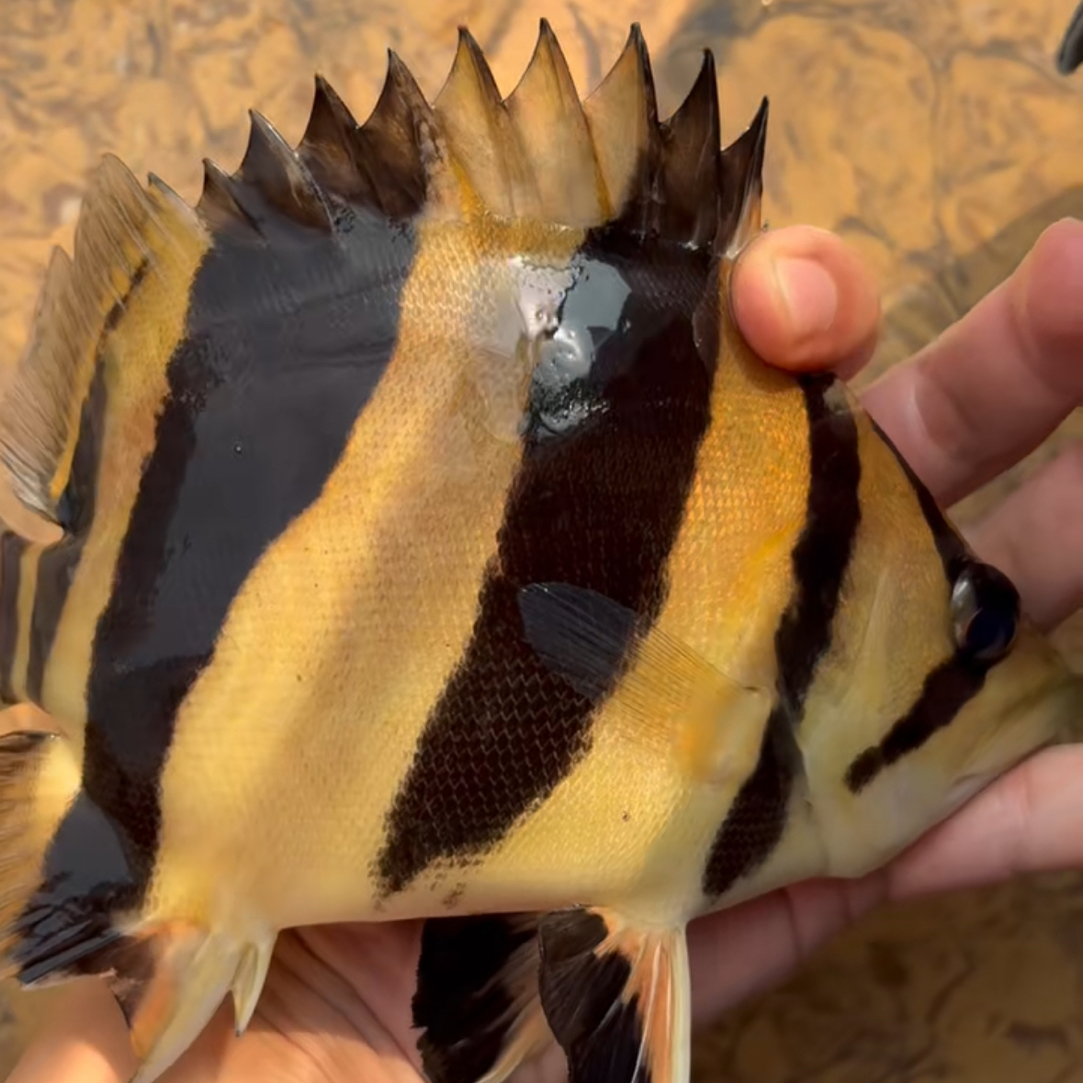 泰国虎印尼虎苏门答腊虎三纹泰虎包肚围脖长明龙鱼新手四纹热带鱼