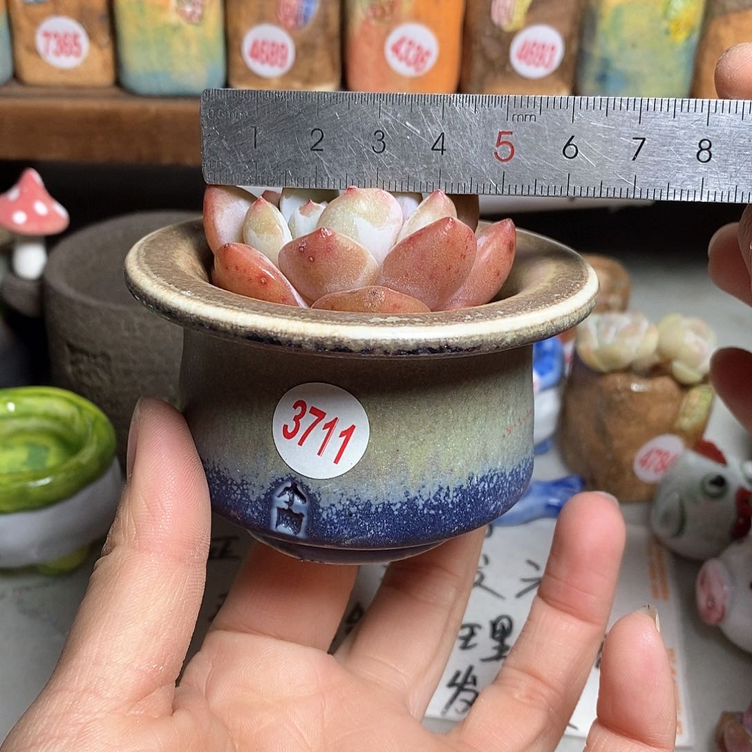 红陶拍5送一个小