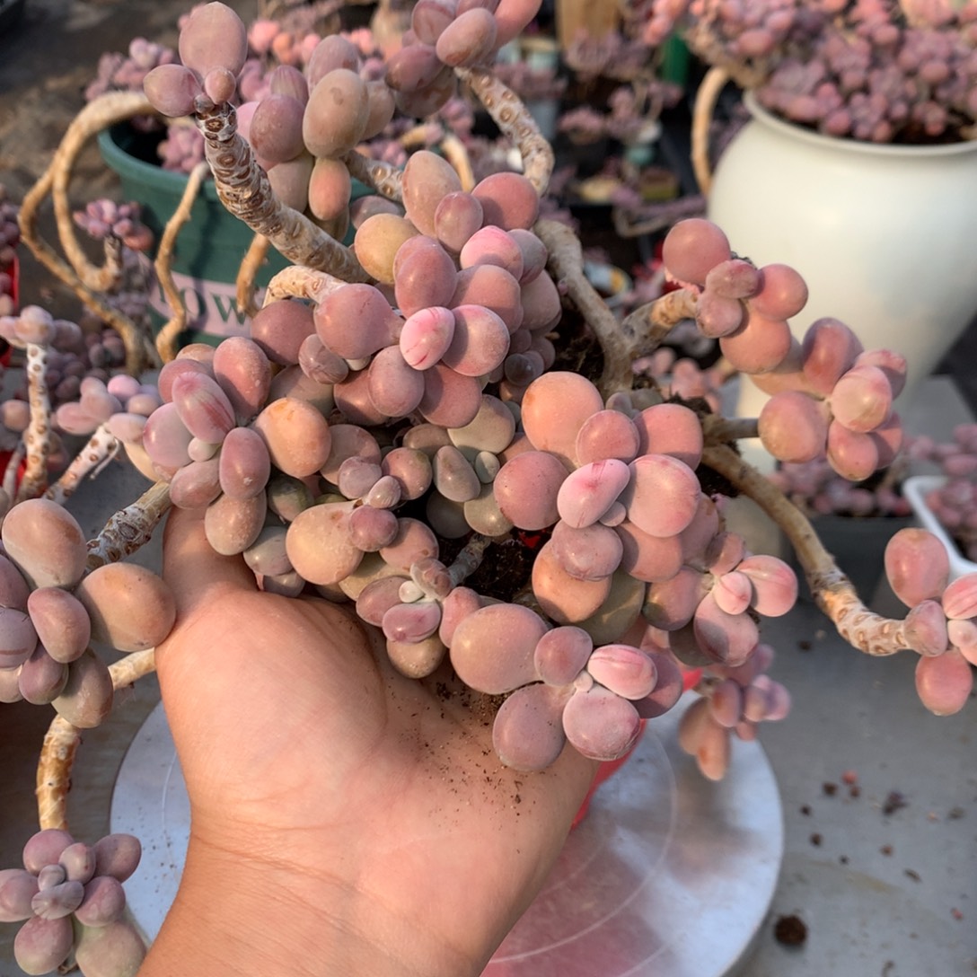 桃蛋老桩有瑕疵不售后34号