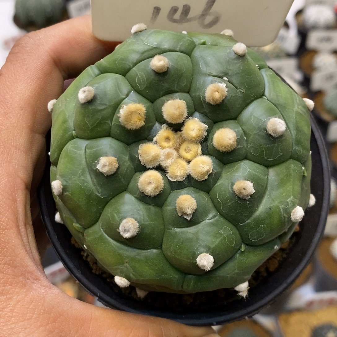 146福利特价来了哦耶特价