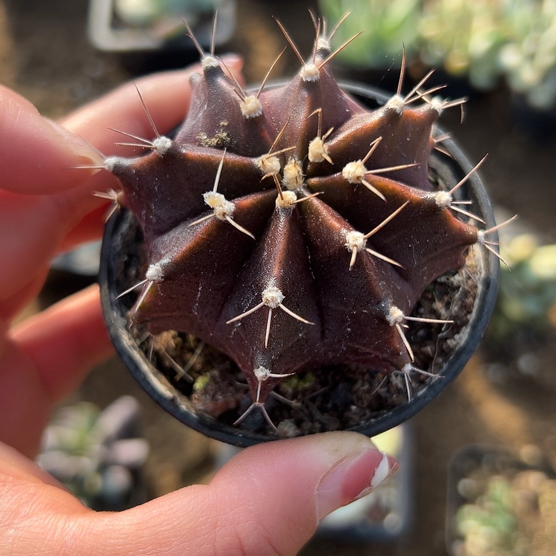 多肉植物黑寡妇单头