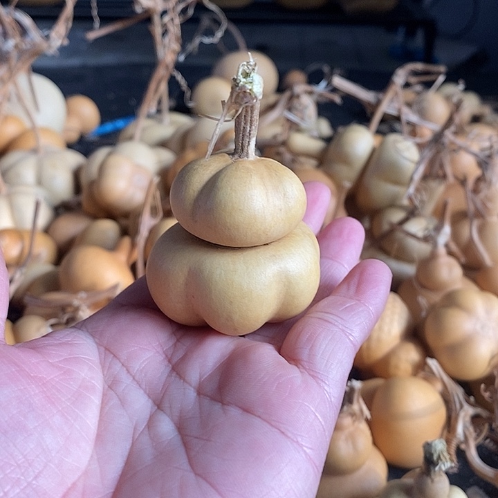 棉**?葫芦的颜色很好看