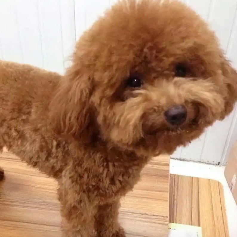 纯种爆红色泰迪，灰色泰迪犬活物