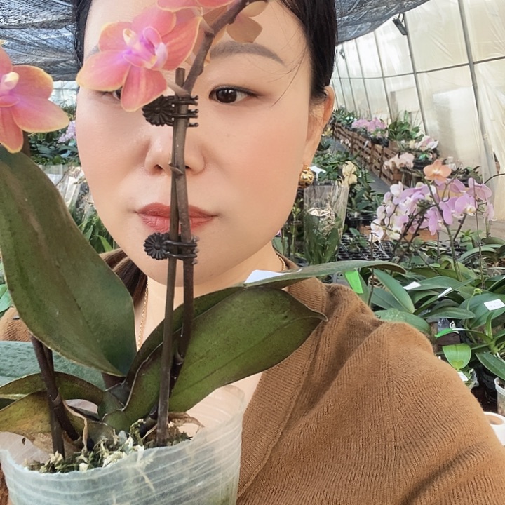 无花朵魔法城堡蝴蝶兰