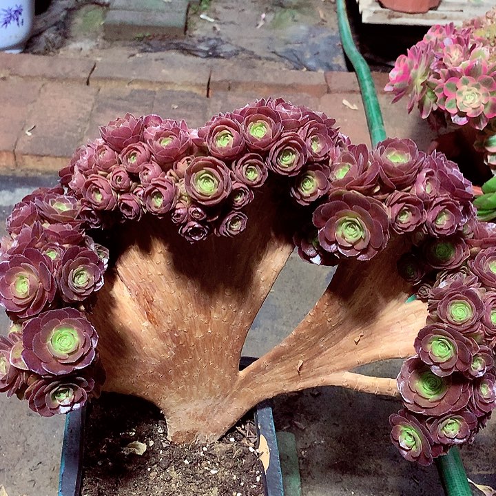 万缀化，多肉植物