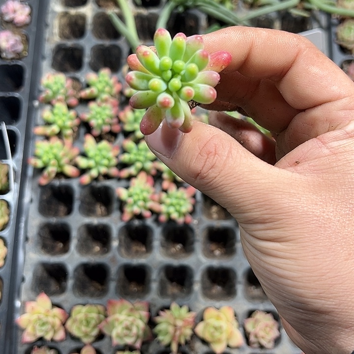 乙女心 满10颗包邮
