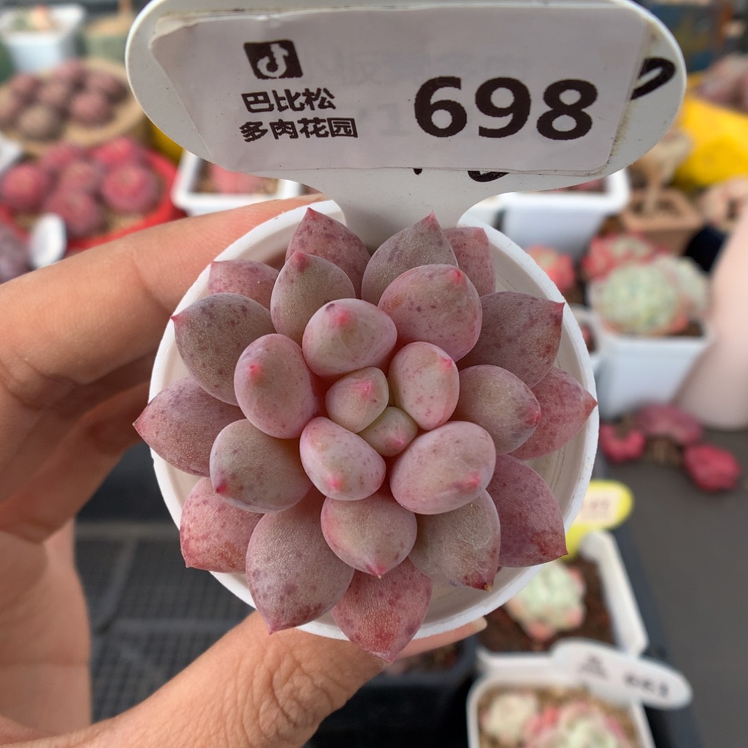 698红蜻蜓多肉植物福利