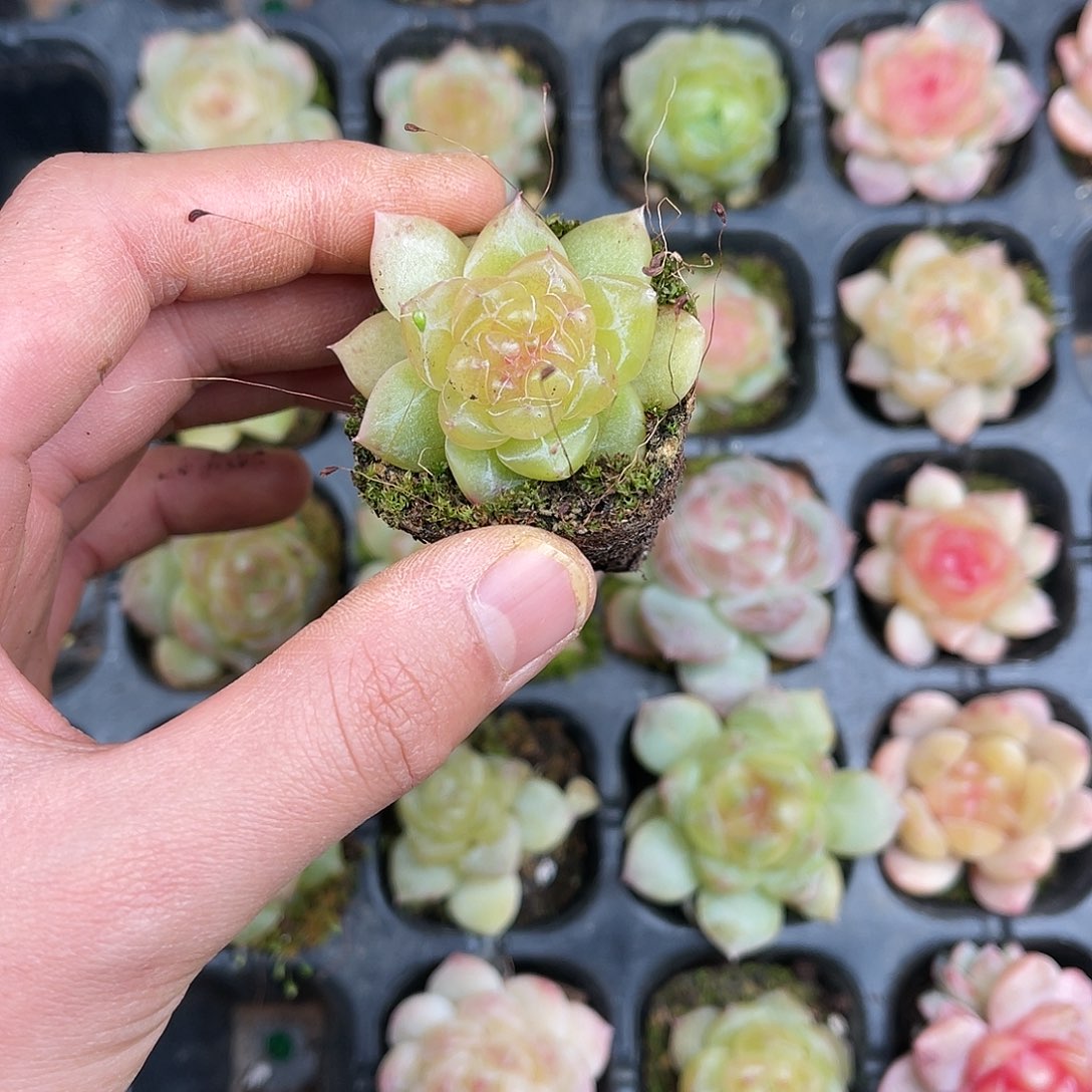 多肉一物一拍22-154