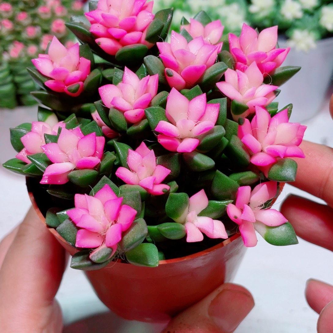 鸿运当头鹿角海棠凑满9.9包邮