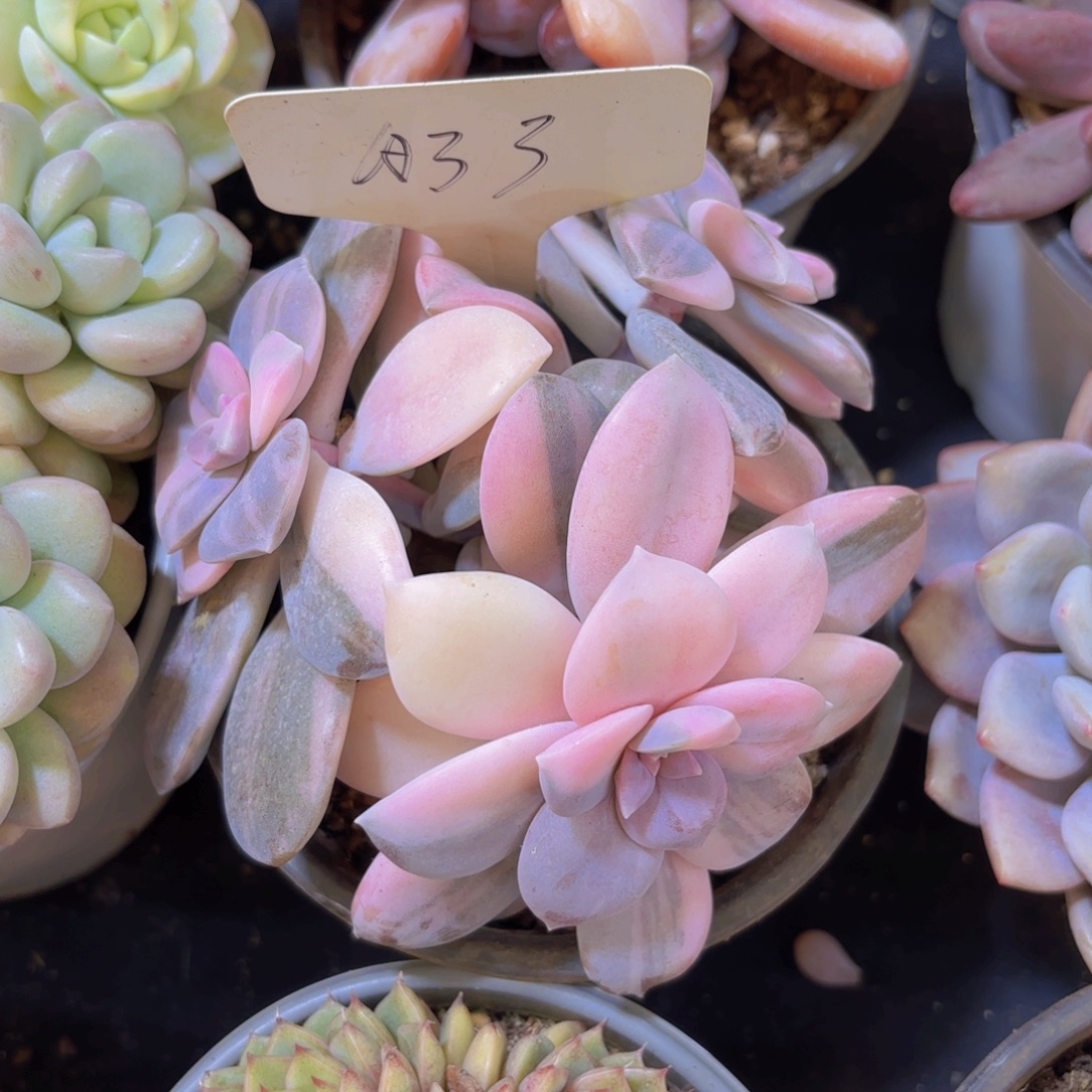 小****云南金致家精品多肉