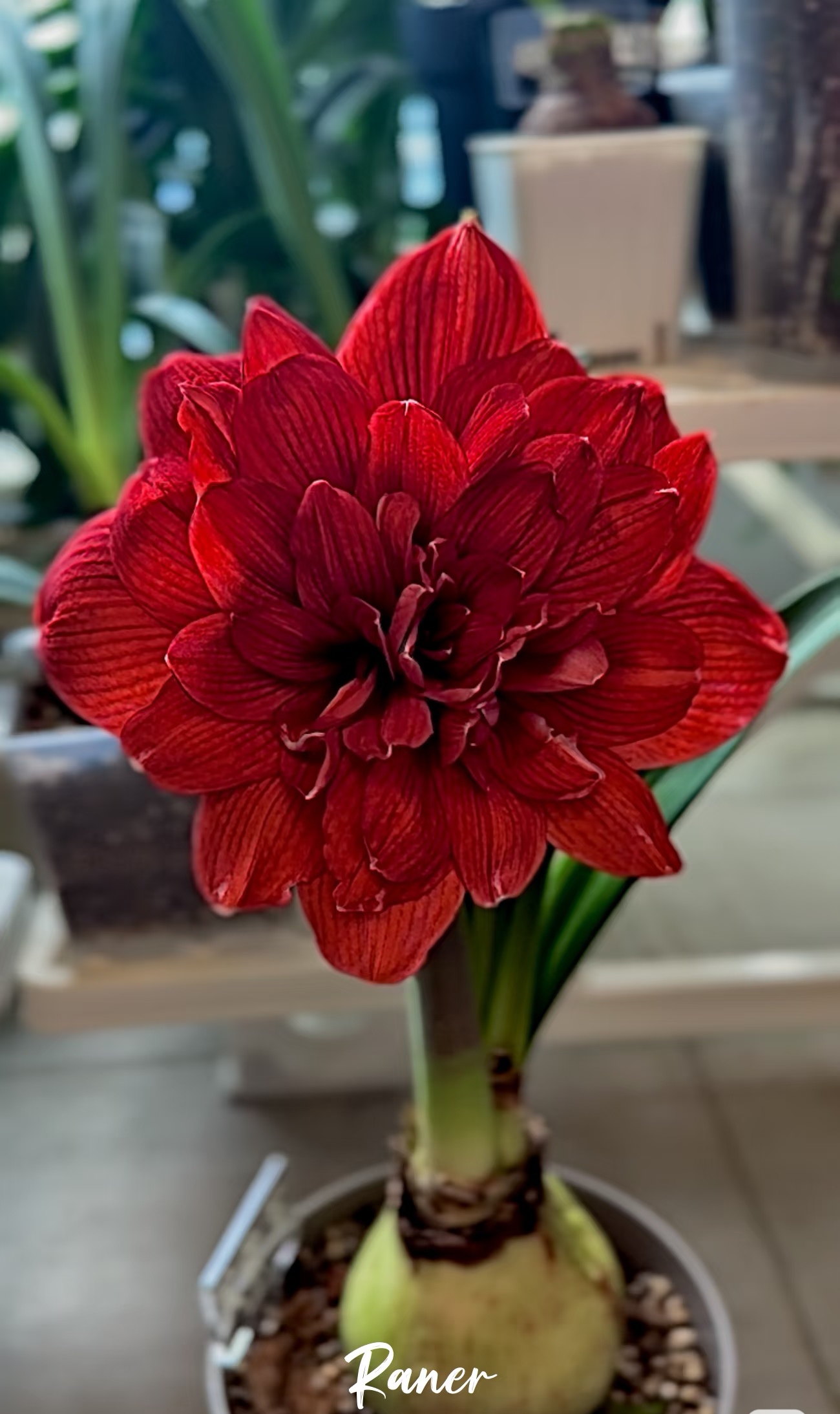 栖野绿境 秘鲁进口重瓣朱顶红【蒂卡莲花/芙蓉王】1颗包邮