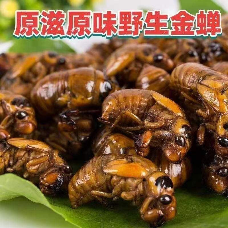 特产 野生金蝉 新鲜速冻知了猴 可烧烤油炸 顺丰冷链包邮