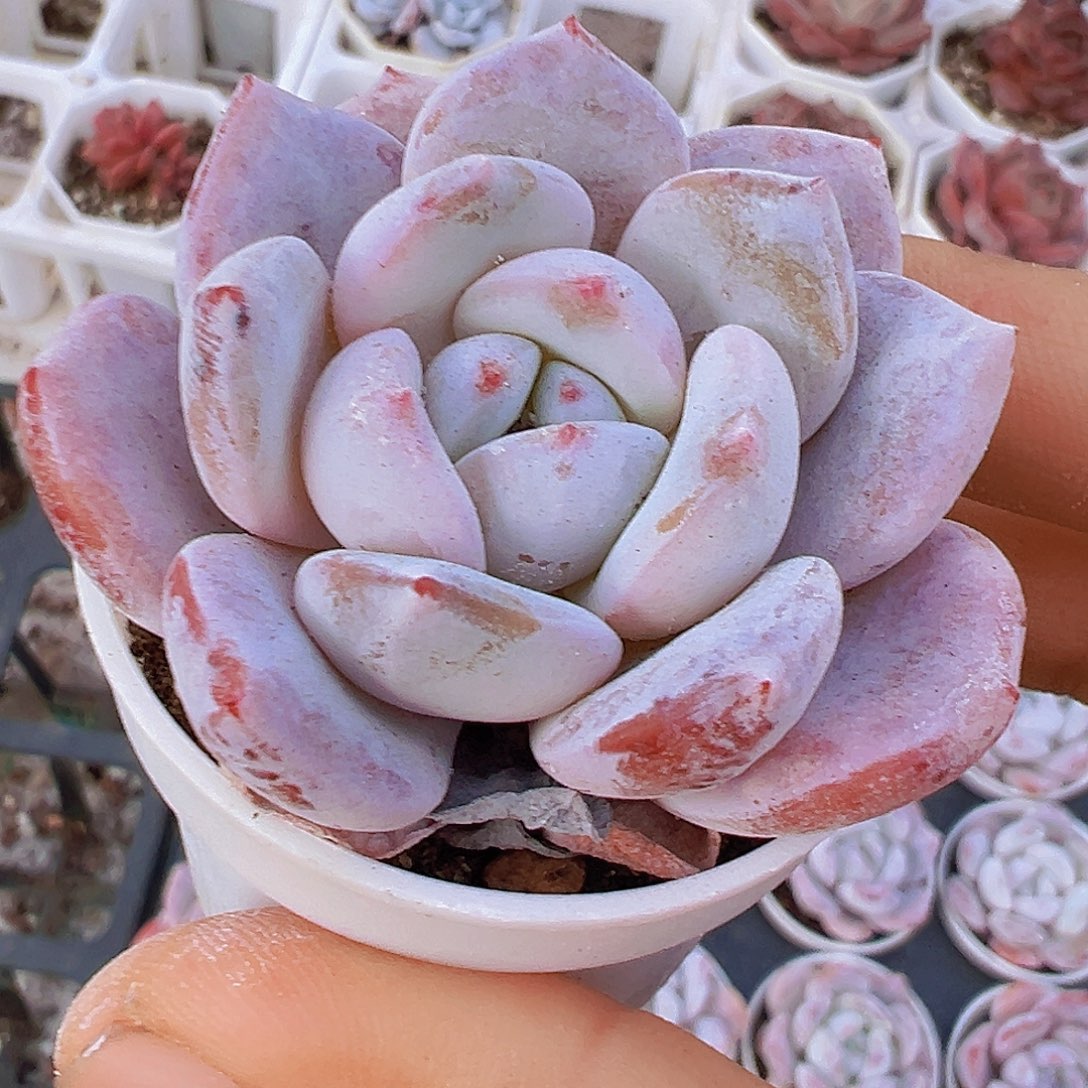 5厘米盆雪茶19包邮多肉