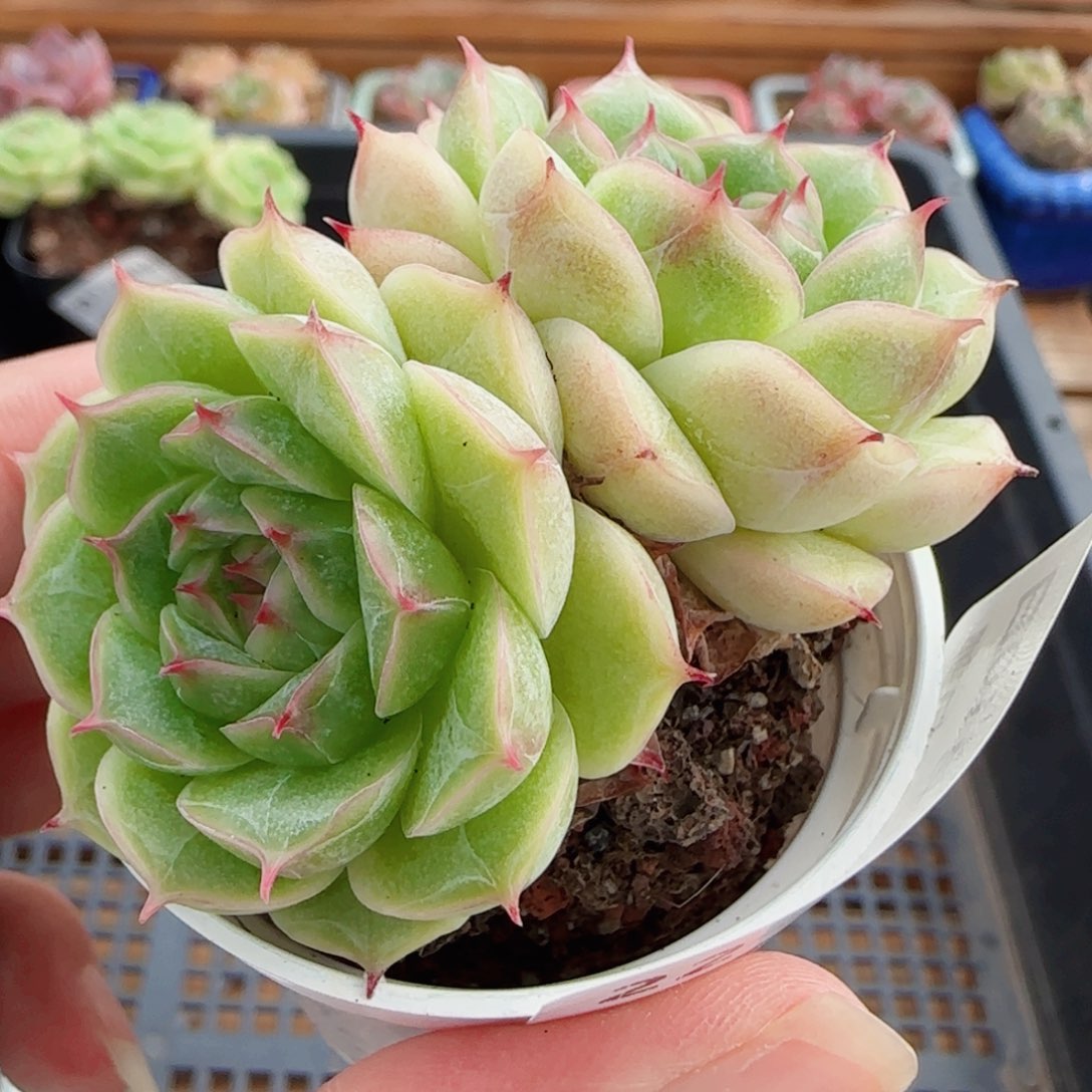 花语逸镜0810-22包子散