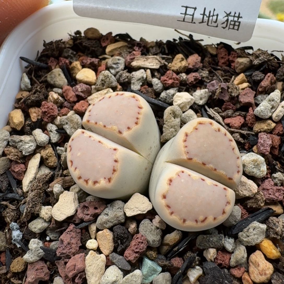 1218-037饼干k双头母本