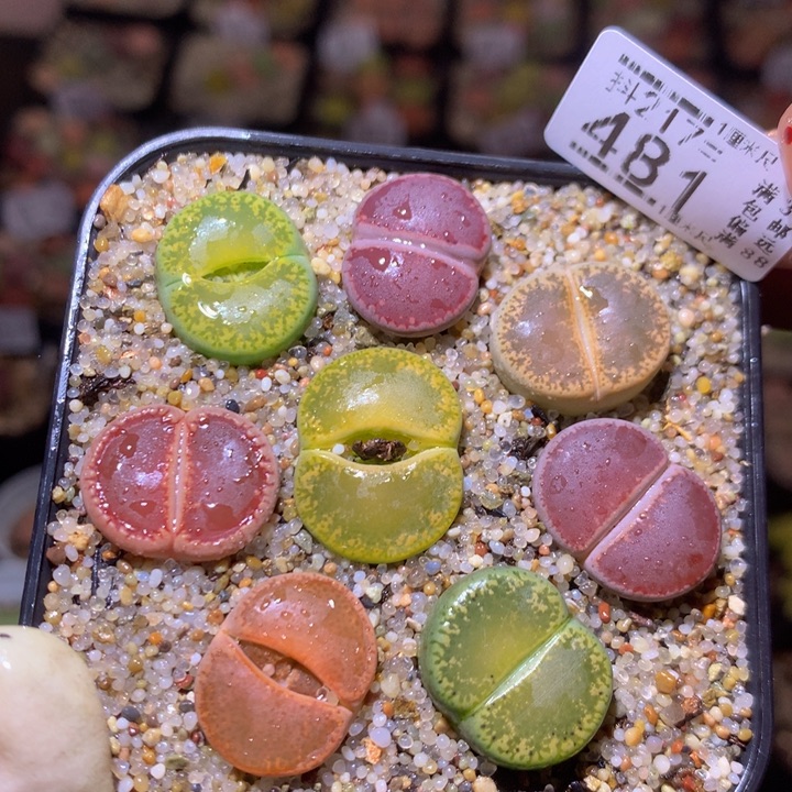 精品生石花217.481