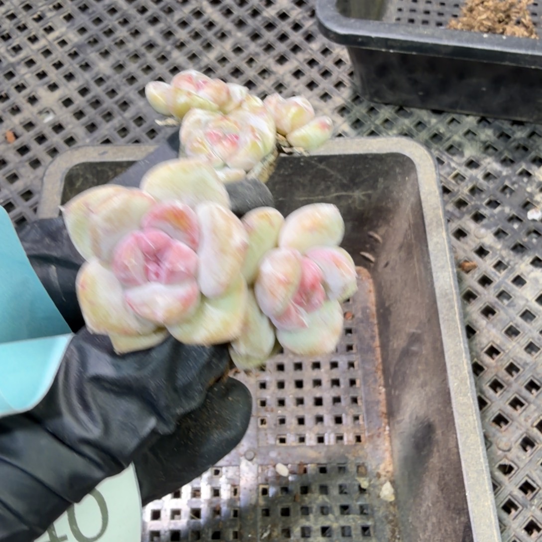 137 号到手1框江北多肉