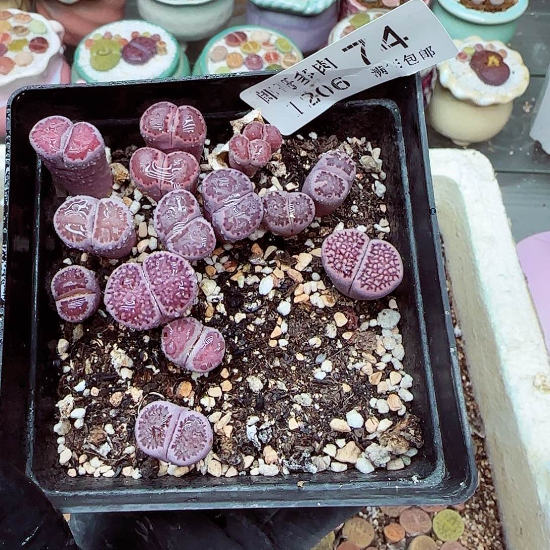 生石花满18包邮1206-74