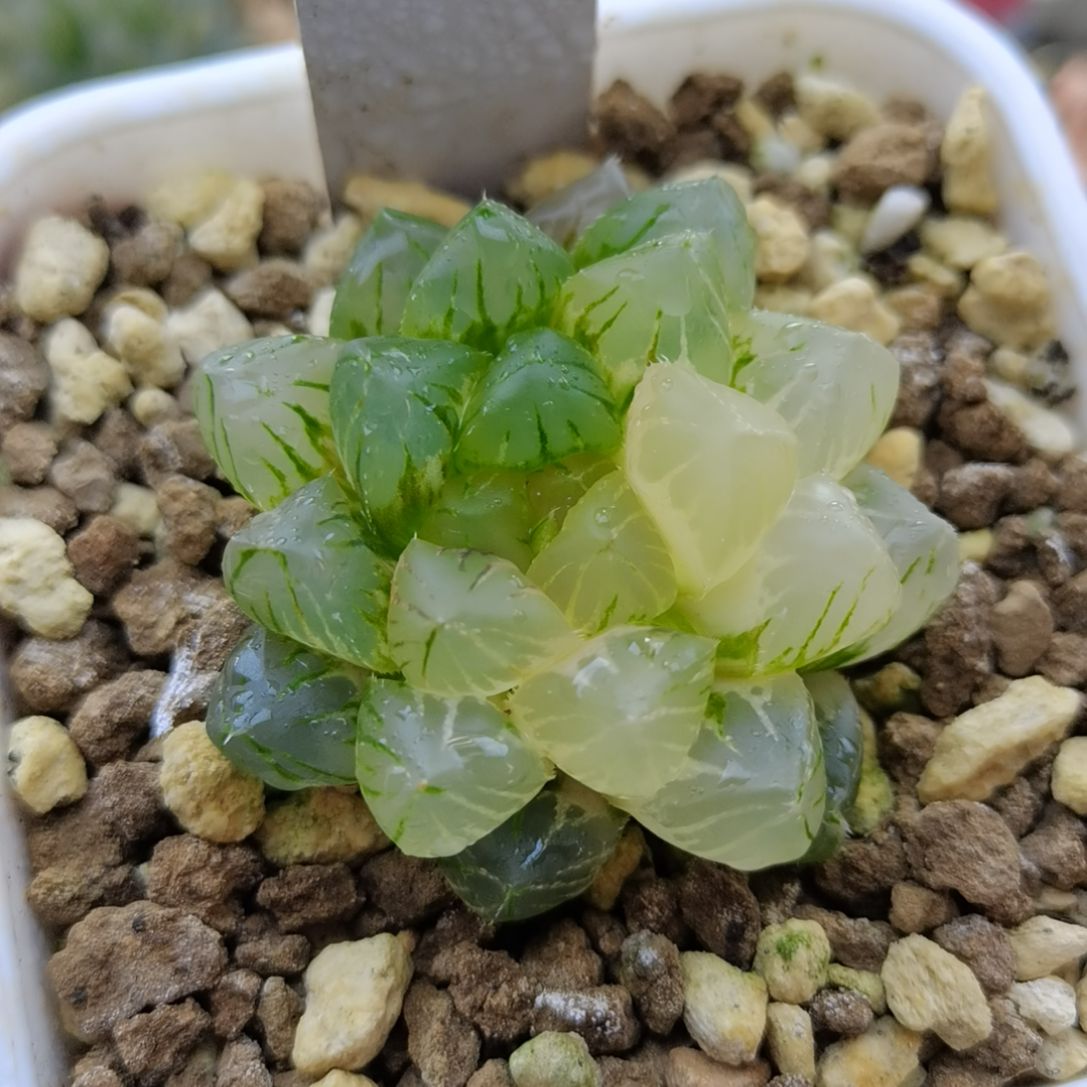 239号玉露锦一物一拍带盆土发货