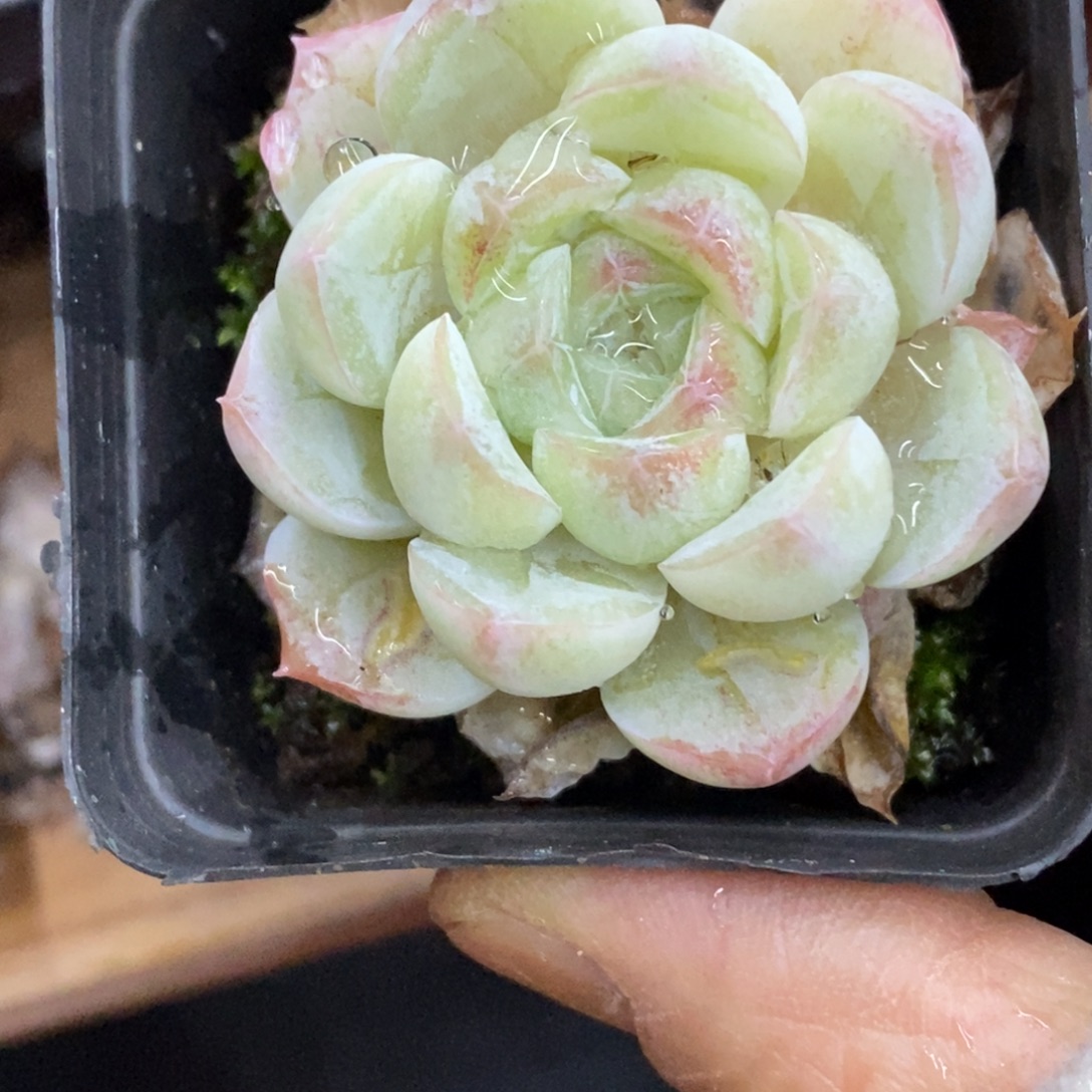 精品多肉一物一拍不包整31