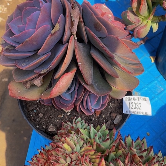 依*尘埃12032多肉