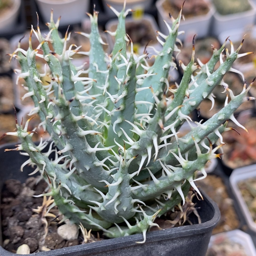 300黑魔殿一物一拍