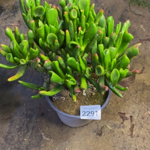 吸财树多肉植物2291