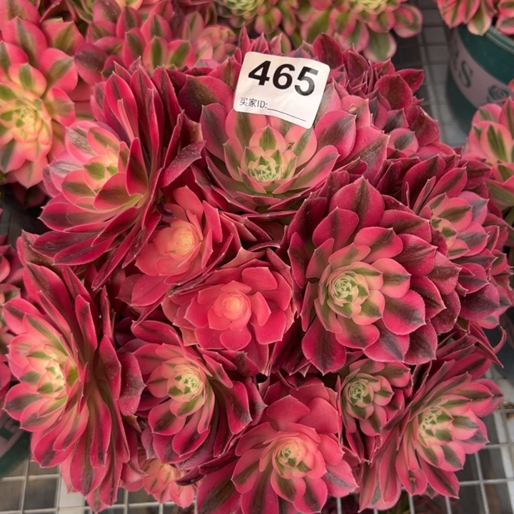 465女巫25厘米左右