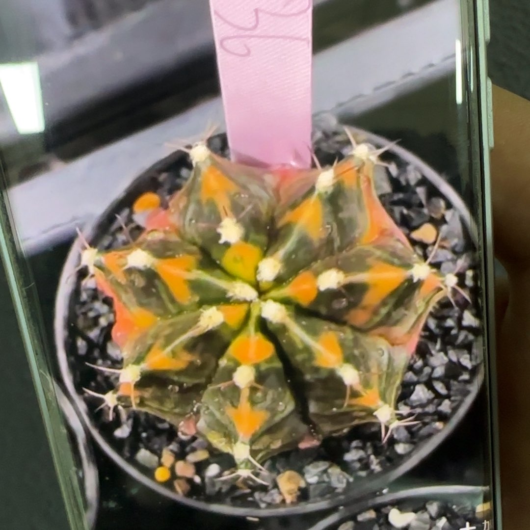 36-0215泰国发货实生多肉