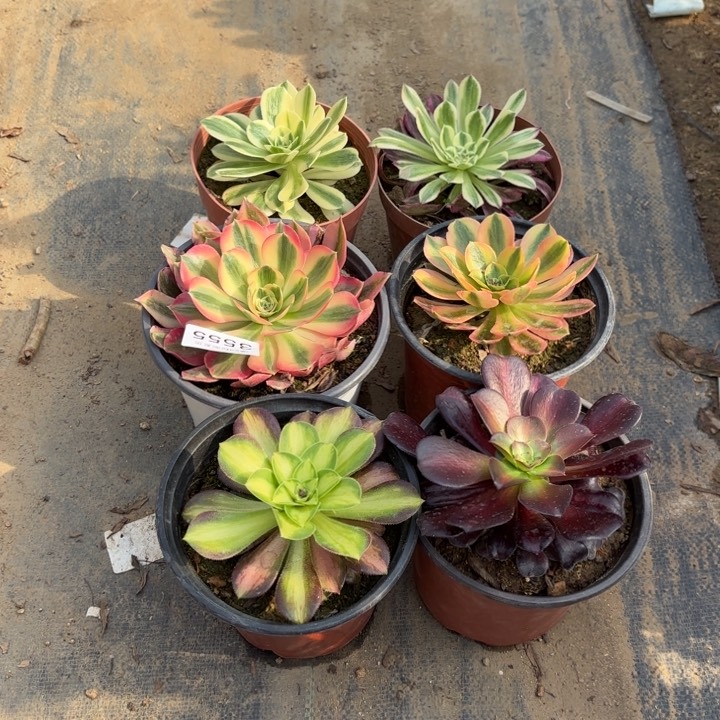 6颗多肉法师3555