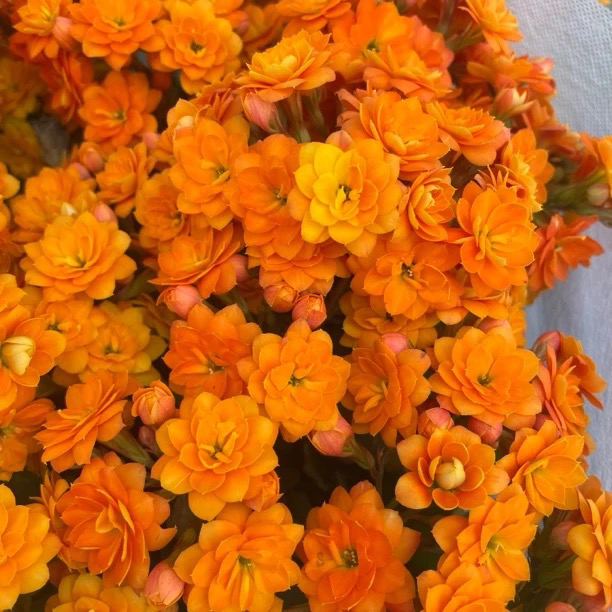 长寿花园～【索尔丹】110盆