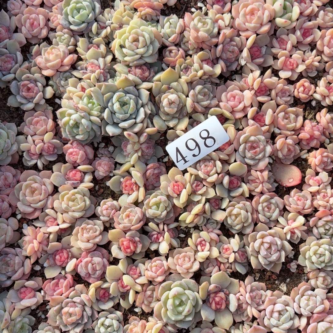 风***悄多肉植物多肉植物498