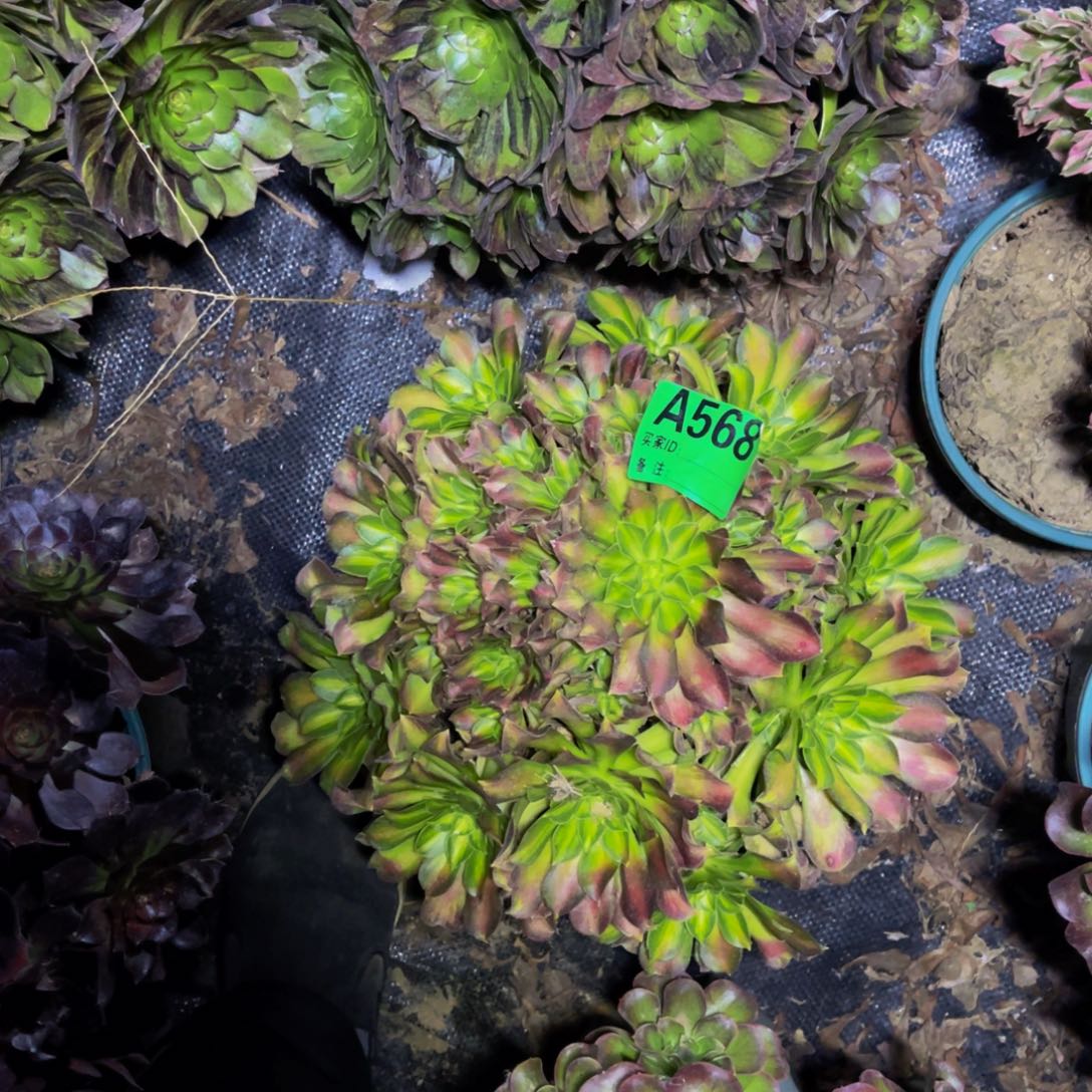 韶华法师朵朵1/19