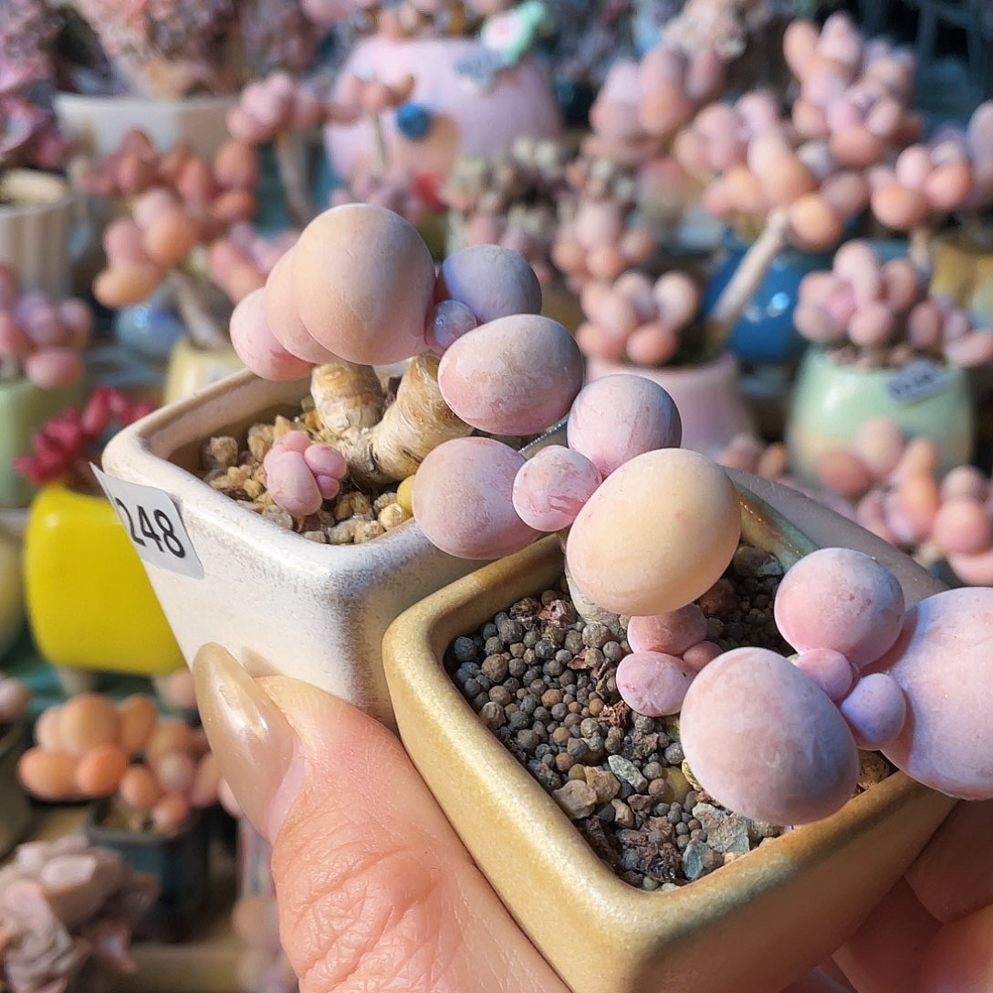 悟***问多肉植物的生长发育和生长发育