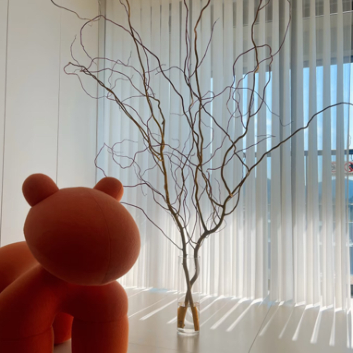 金丝楠藤龙柳木，1支2米左右