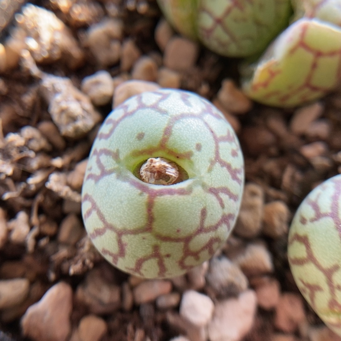 八重墨肉锥一颗母本包邮