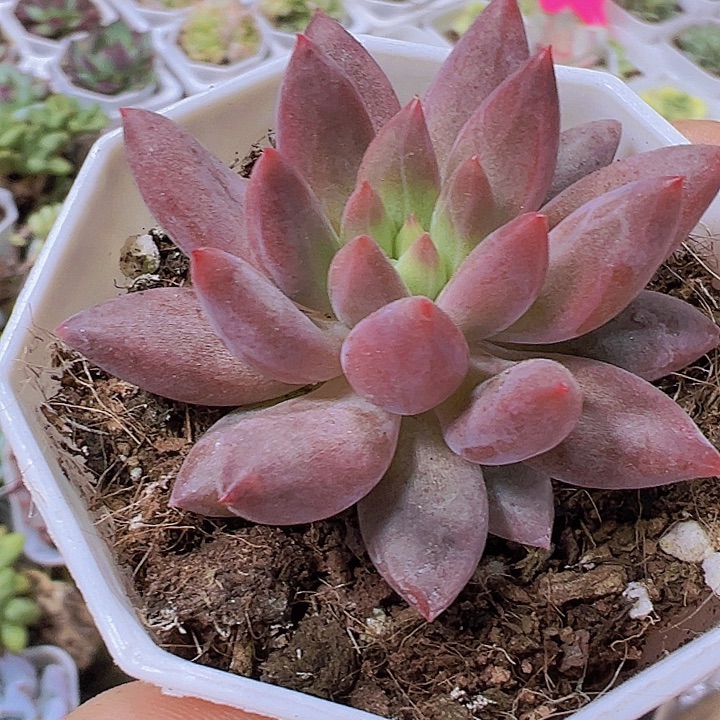 水晶球19包邮多肉植物
