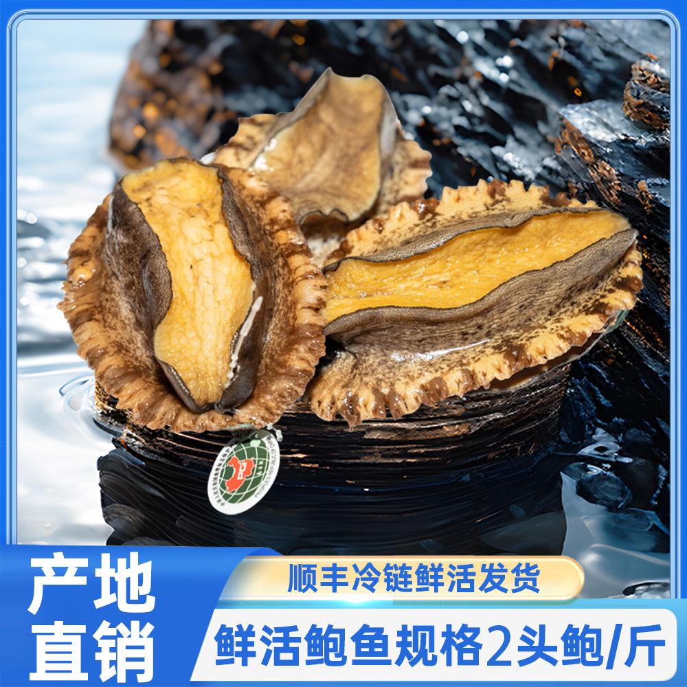 鲜活黄金大鲍鱼南日鲍深海土鲍【规格2头鲍/斤】鲍鱼顺丰冷链发出
