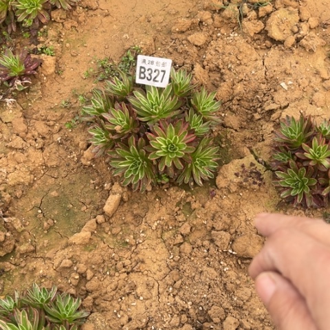 327凤凰锦不包断枝