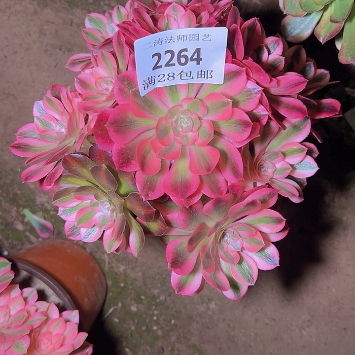 2264粉女巫多肉植物