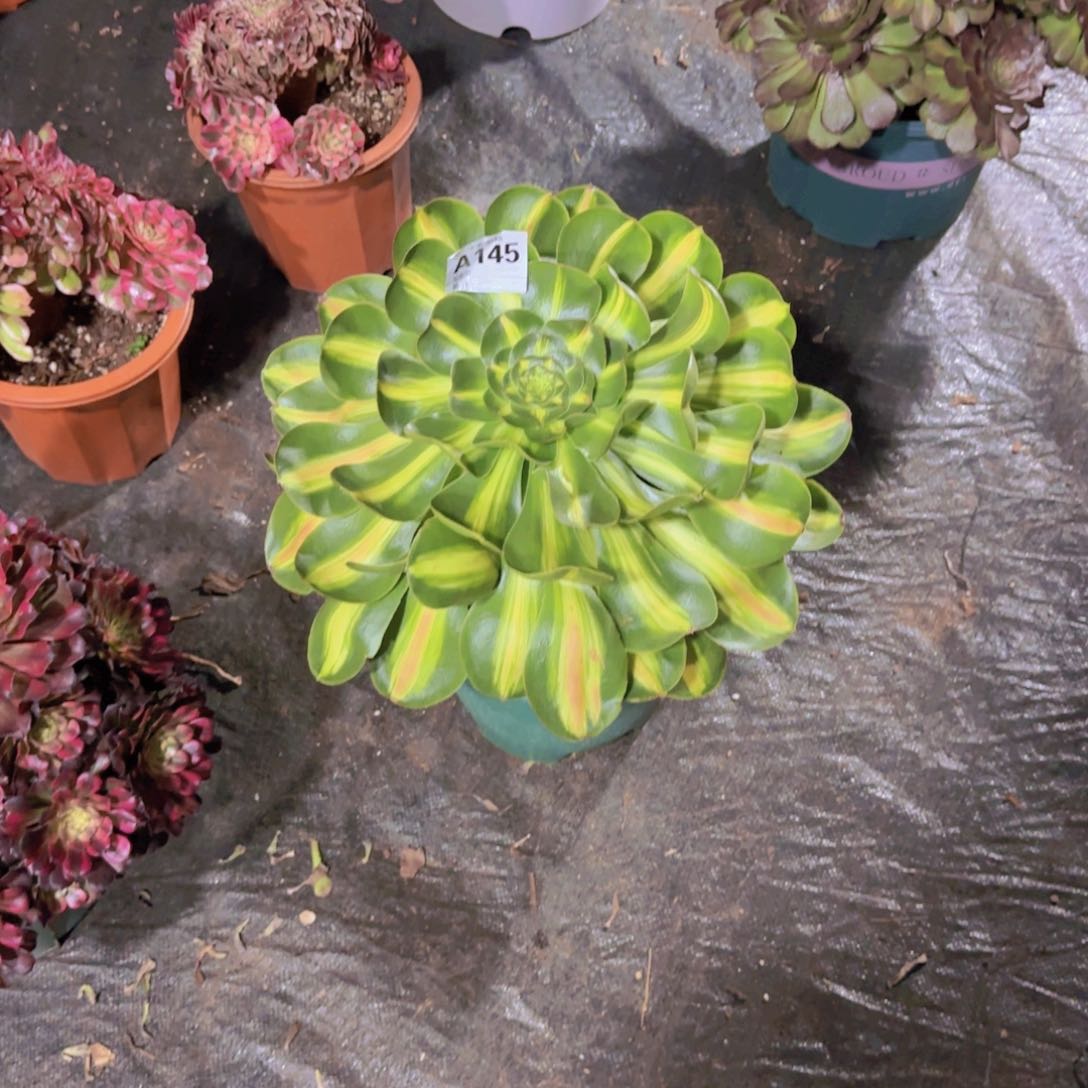 是****呀精品多肉植物145