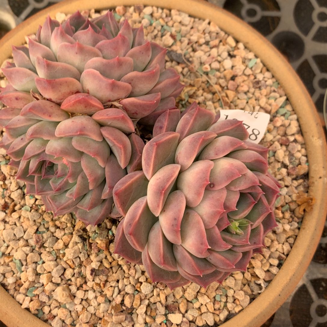 1278新年快乐发发发