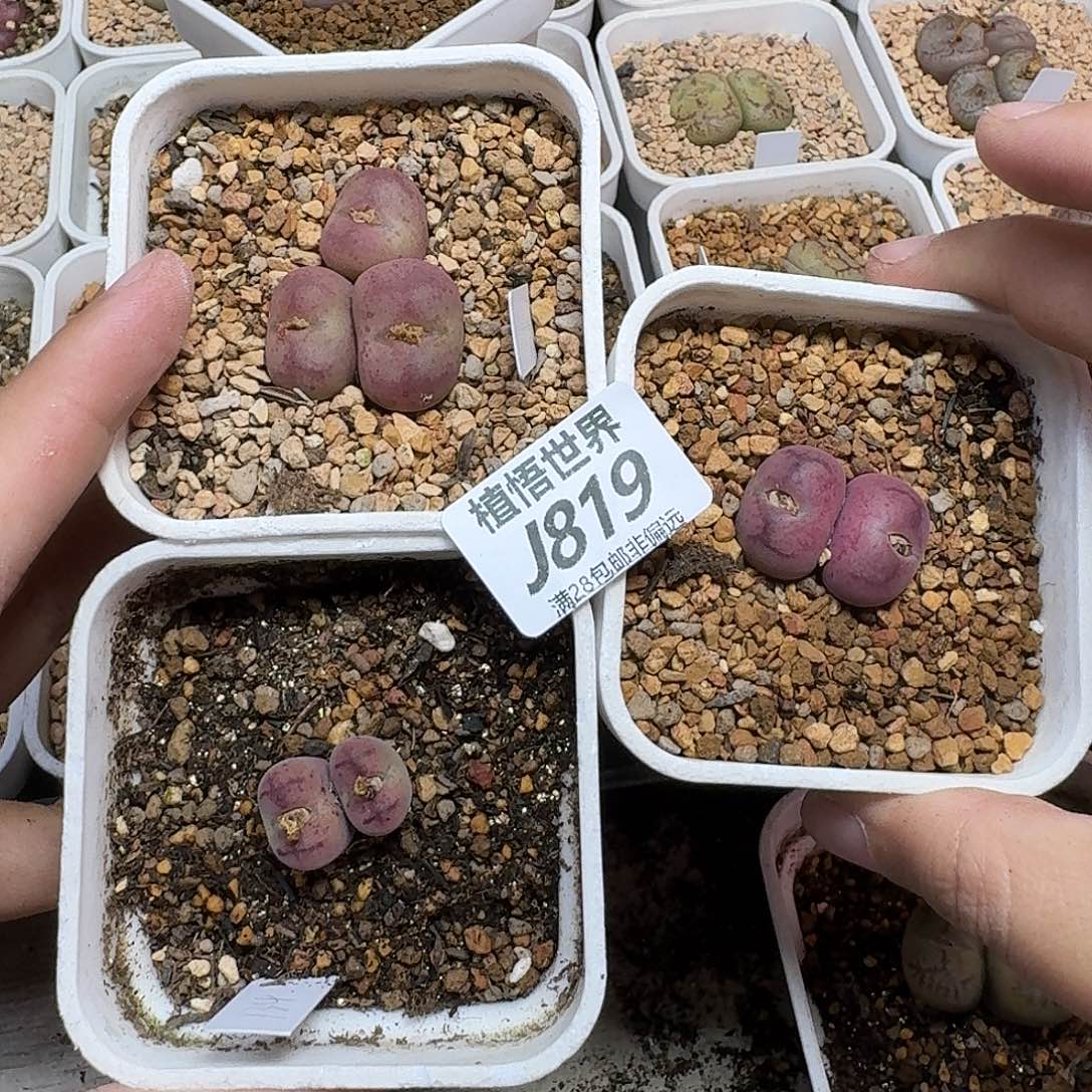 和***红多肉植物的人多肉植物