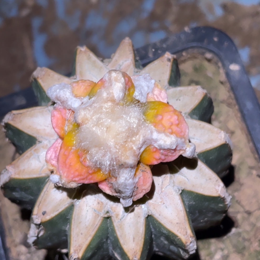 无花朵仙人球开花 仙人球