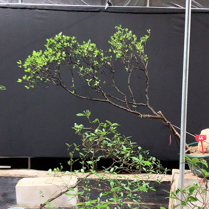 当前无花栽培后可以开花鸿****观1