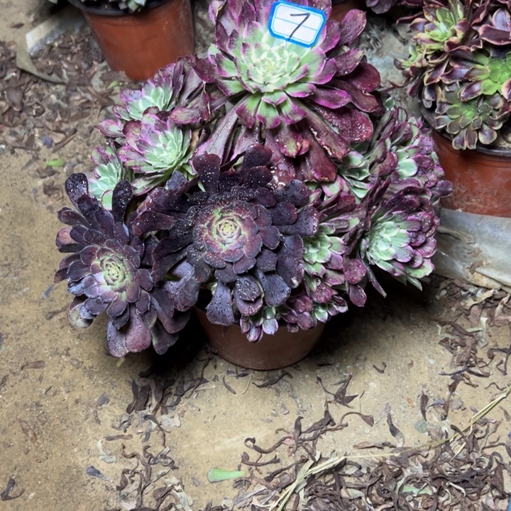多肉植物紫嫣法师7