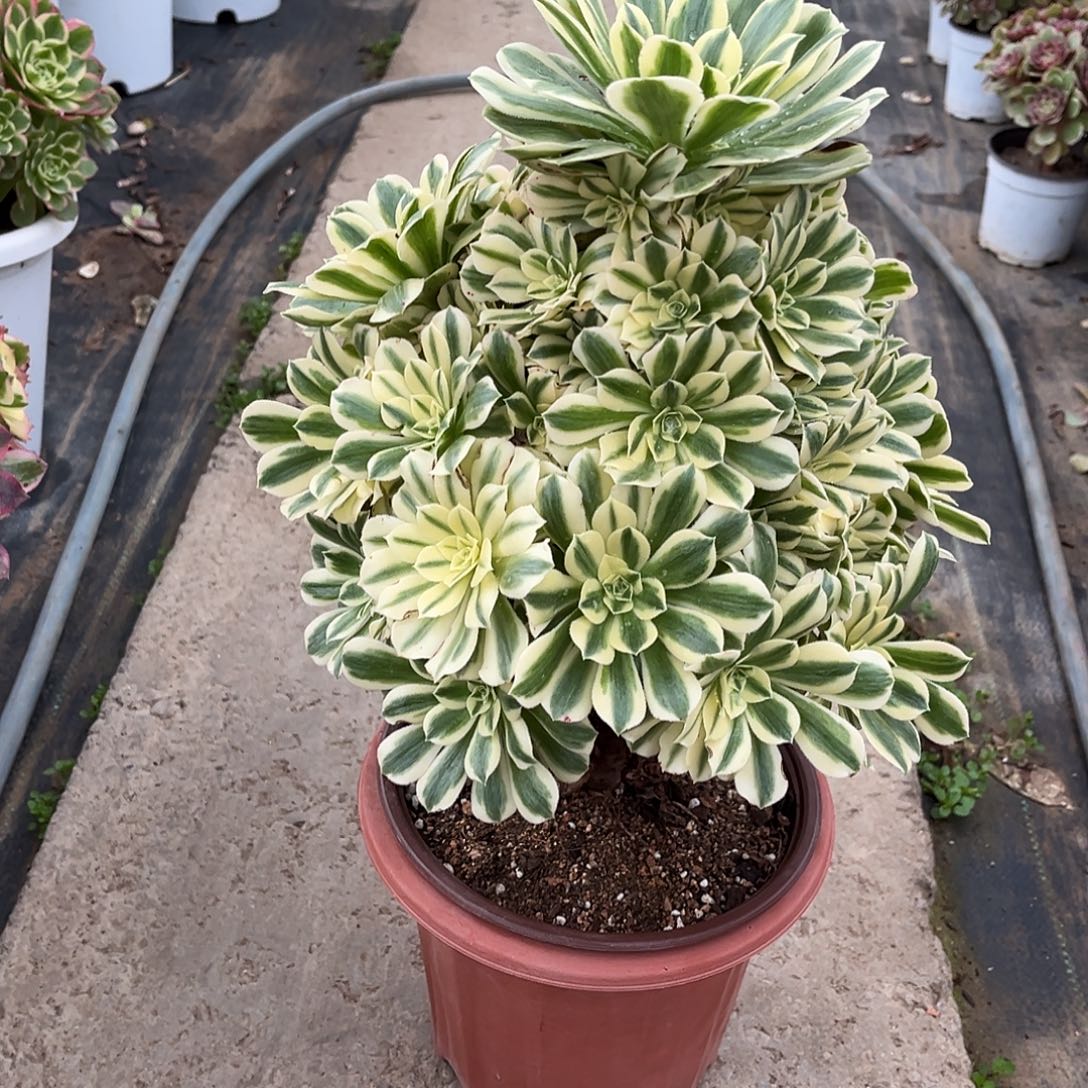 迈巴赫法师漂亮漂亮