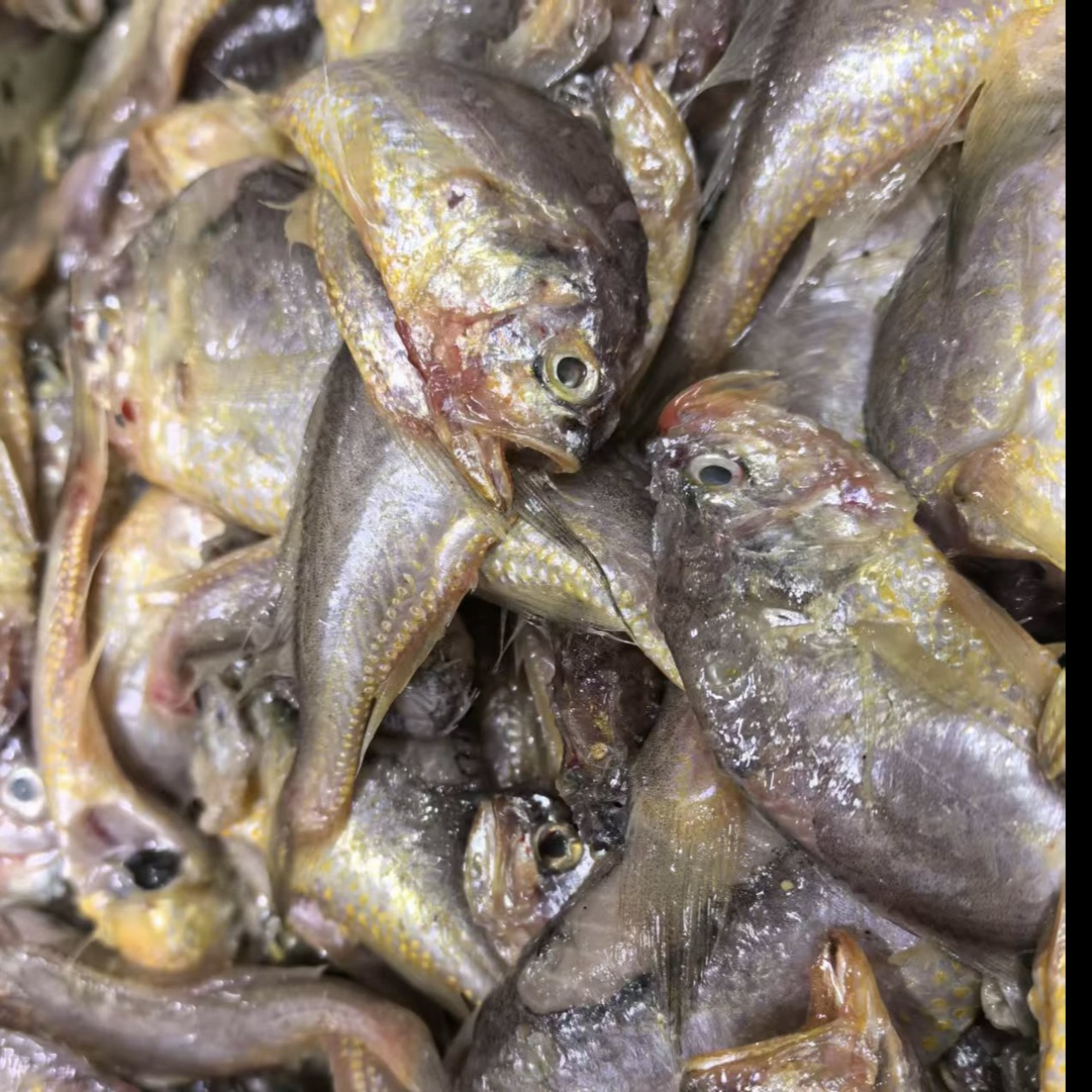 大连野生大头宝（残大头宝）4斤顺丰包邮